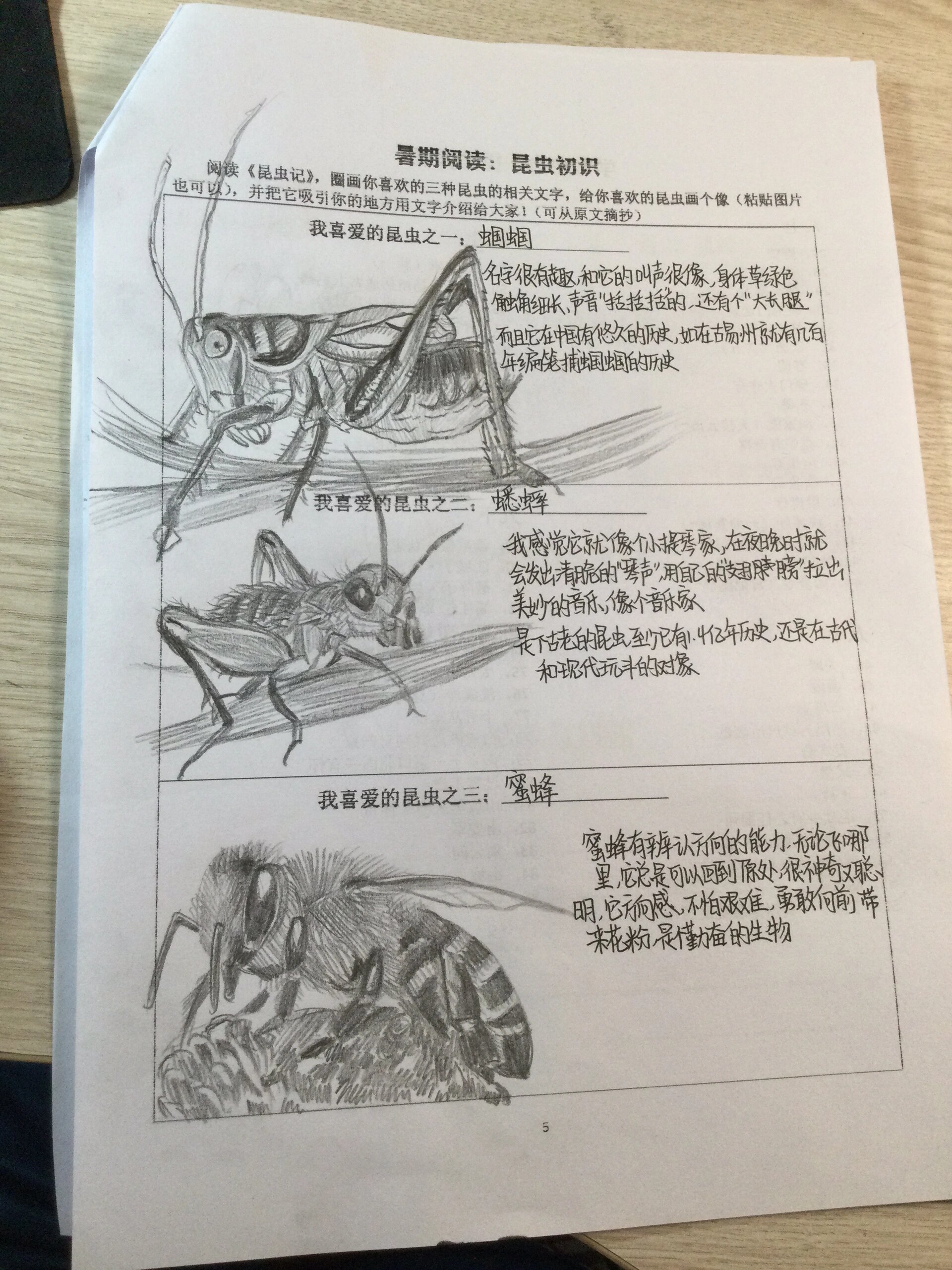 昆虫记书签手工制作图图片