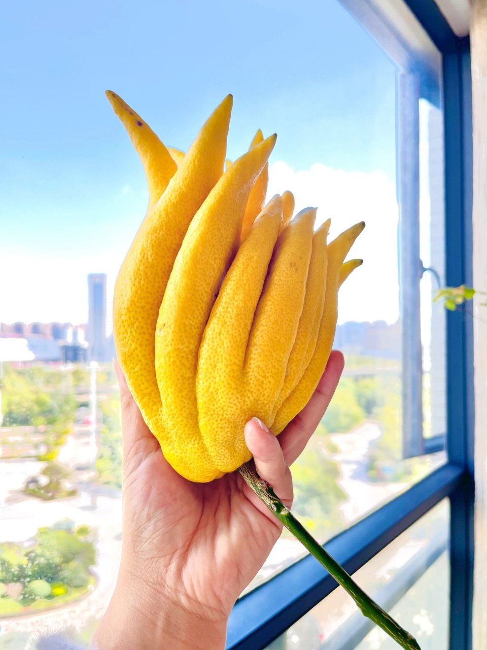 天然香薰佛手柑丨养护小知识来了～        hey小仙女们99,今天我要