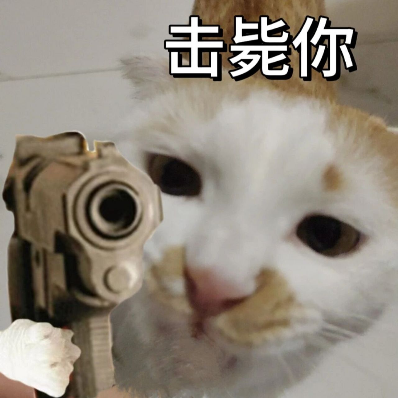 鸡毙你表情包 击毙你表情包真的很搞笑  啊哈哈哈哈哈