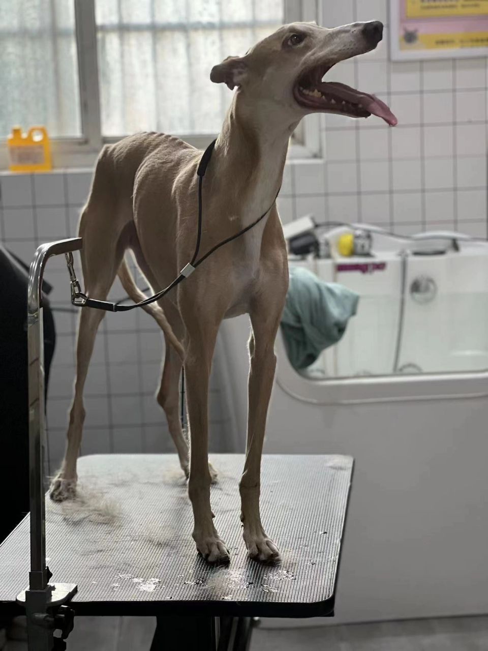 灵缇犬又名格力犬,堪称速度的化身 格力犬🐶又名灵缇犬 世界上奔跑