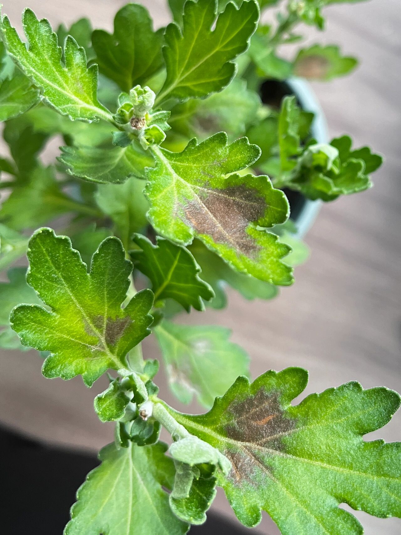 啊 我的菊花叶子发黑发黄,这是怎么了? 有没有花友知道这是怎么了吗?