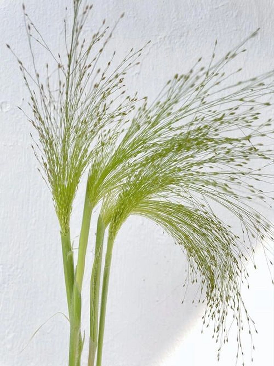 花材日记(91)——喷泉草 花语:时光磨砺后的爱,爱如呼吸长相伴,爱如