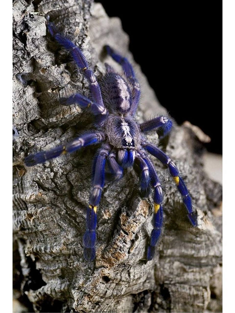 蓝宝石华丽雨林捕鸟蛛 蓝宝石华丽雨林(学名poecilotheria metallica)