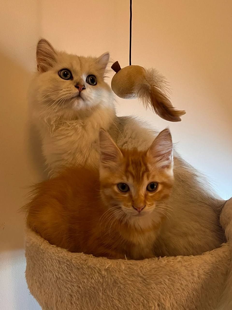 布偶与橘猫混血的布橘 橘猫也可以很帅