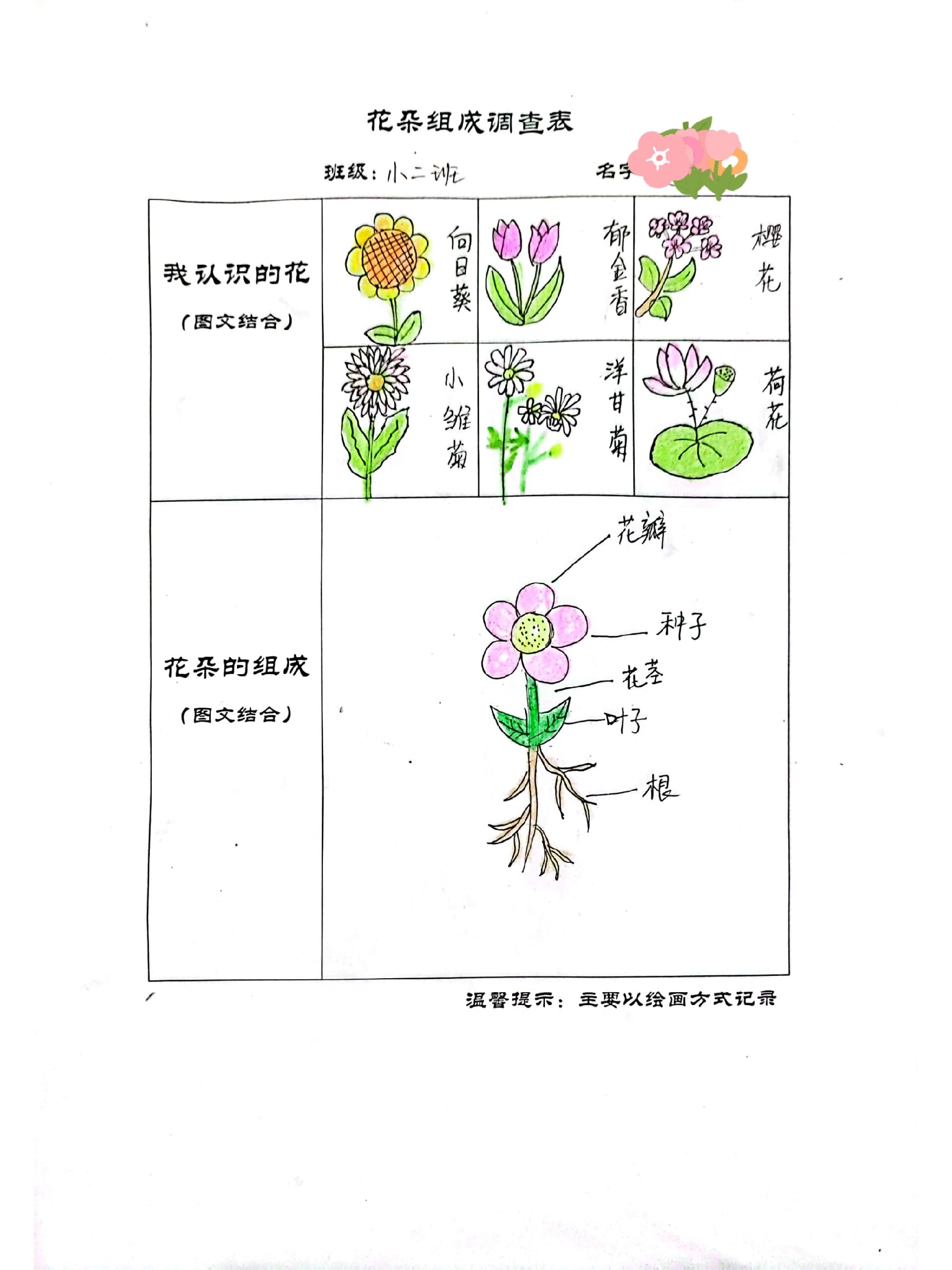 身边植物调查表图片