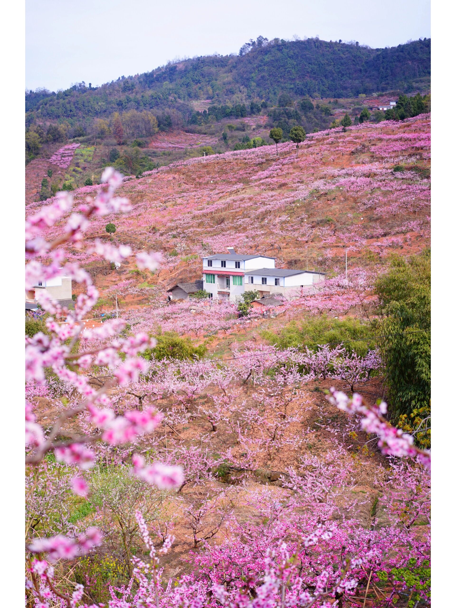 成都龙泉桃花图片