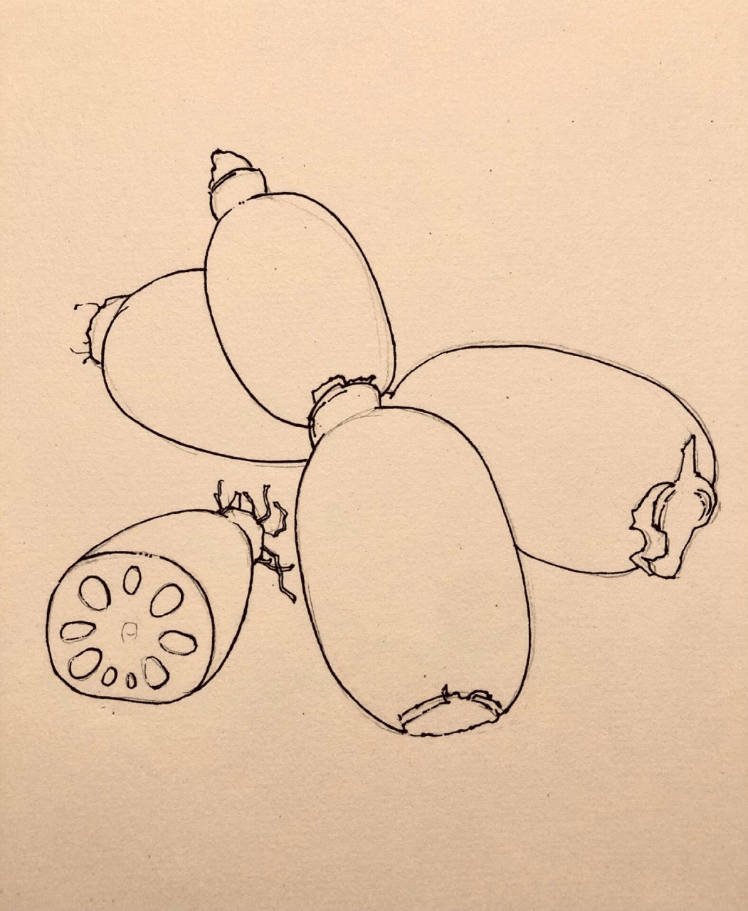 静物写生|蔬菜系列|线描莲藕(后附过程)