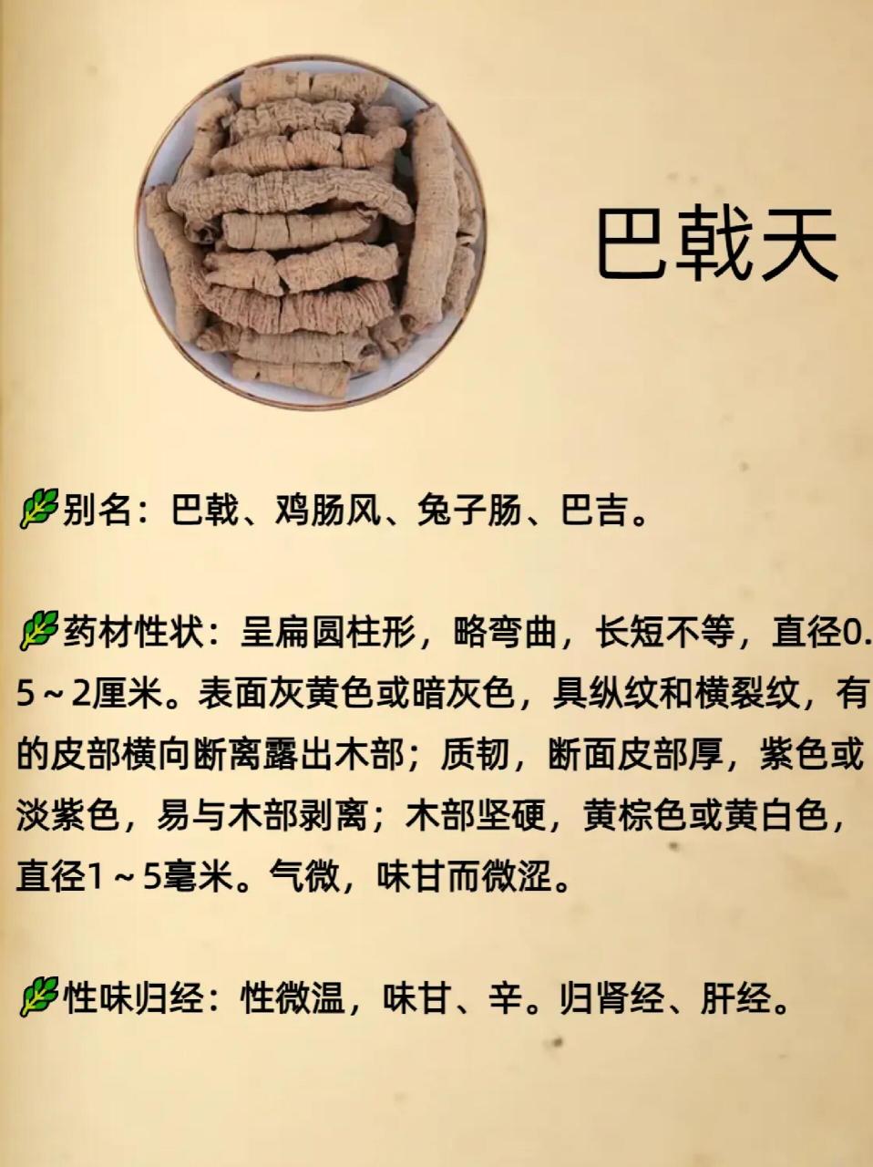 广东过肠风草药图片图片