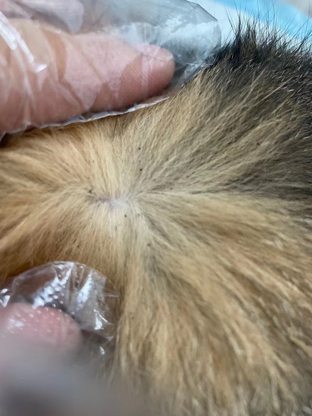 图中毛发上的黑点为跳蚤粪便