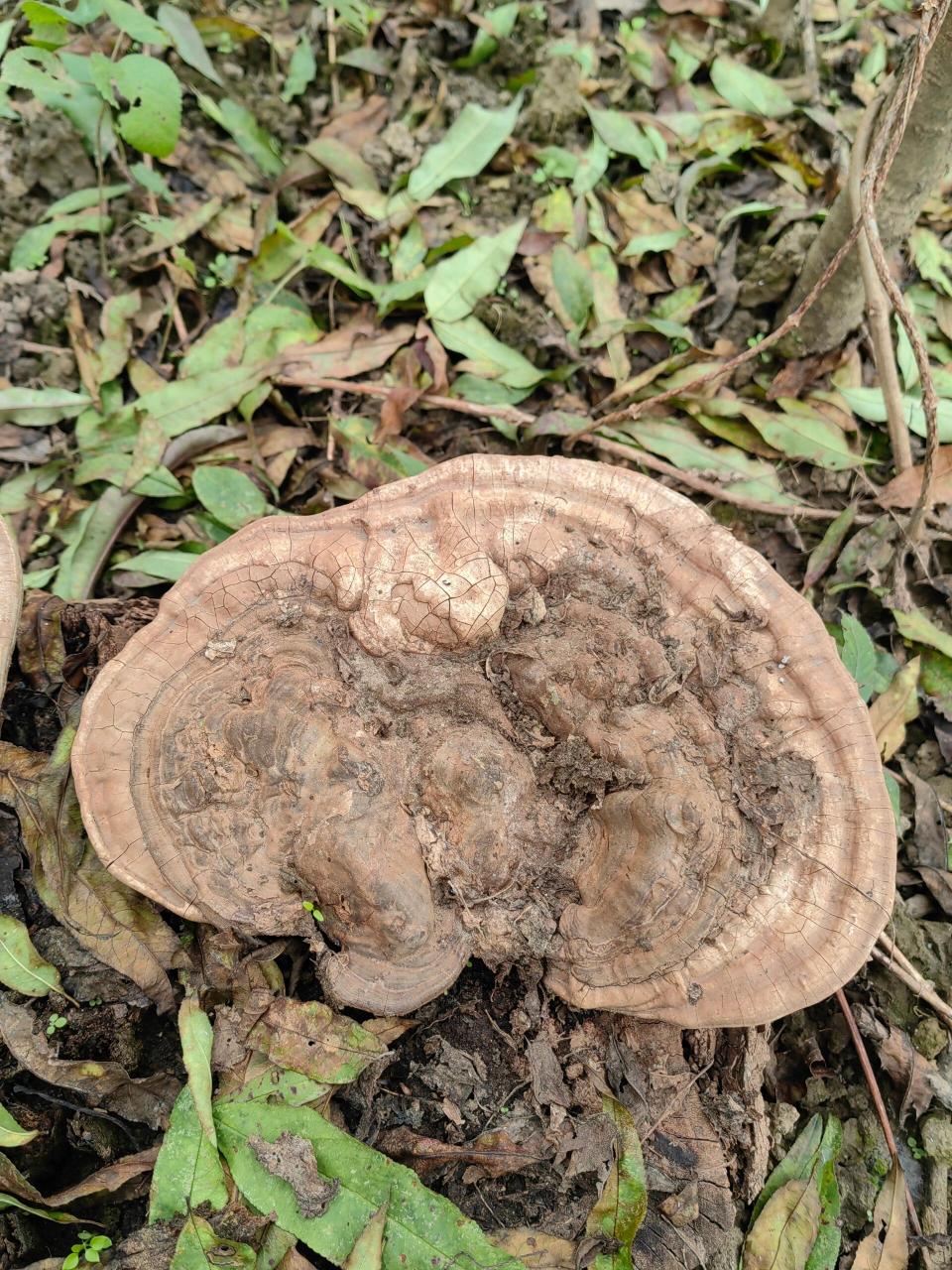 平盖灵芝 灵芝科灵芝属植物,别名树舌灵芝.