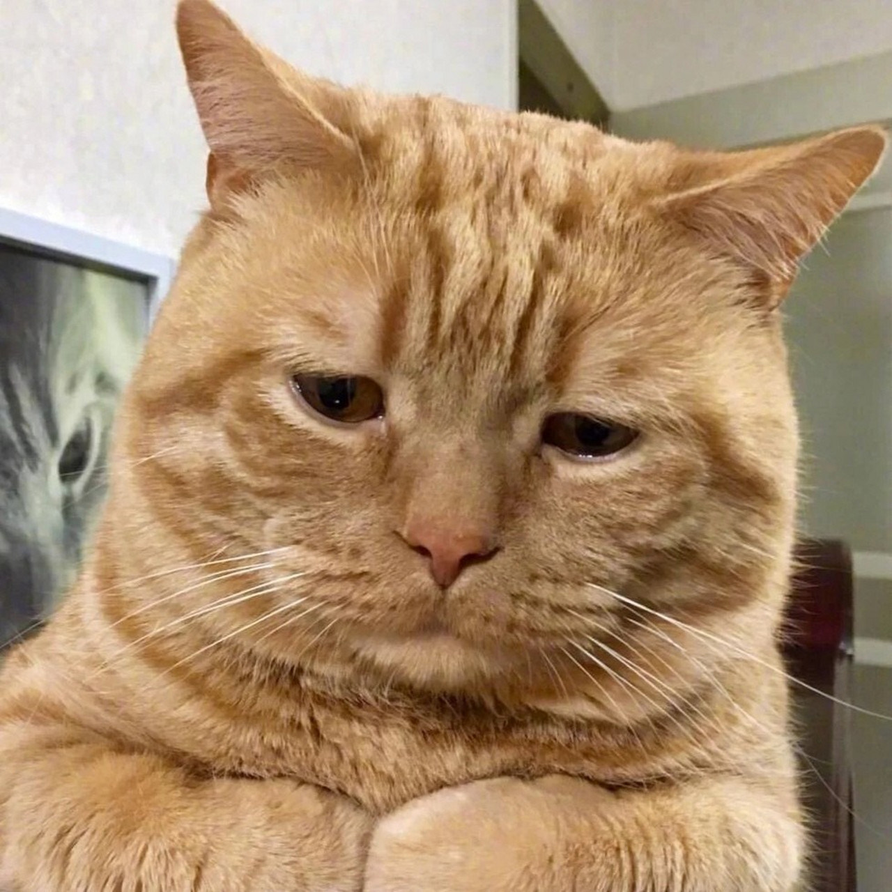 科普向99 | 被误解"橘猫"有多难过 橘猫,指的是较为常见常见的一种