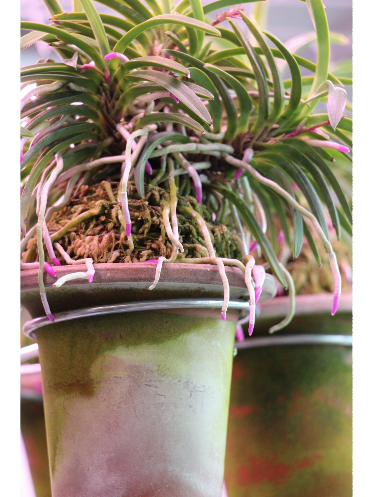 风兰(富贵兰)赏根第一季