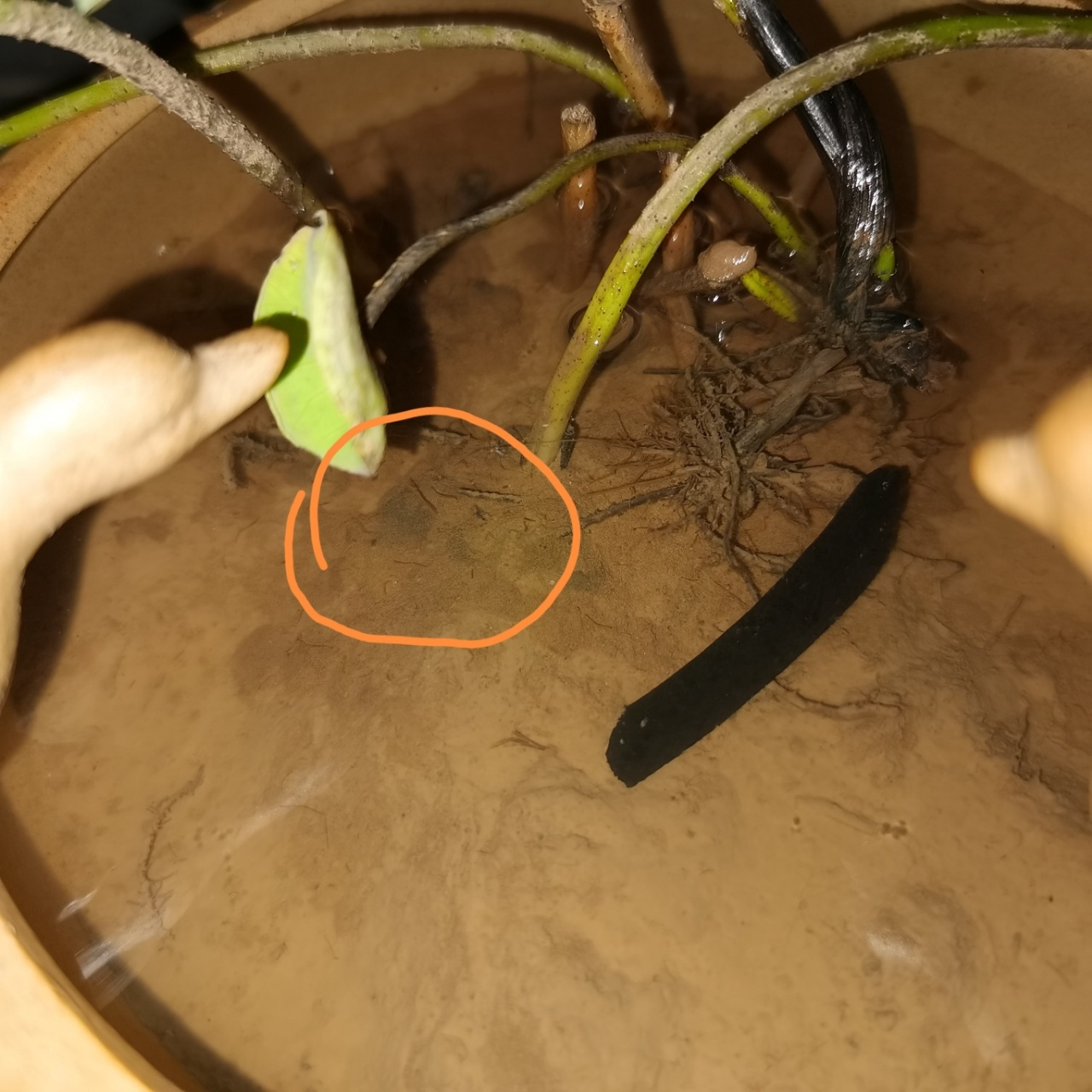 求碗莲大神帮忙看看这是啥虫0505 新手买了一盆