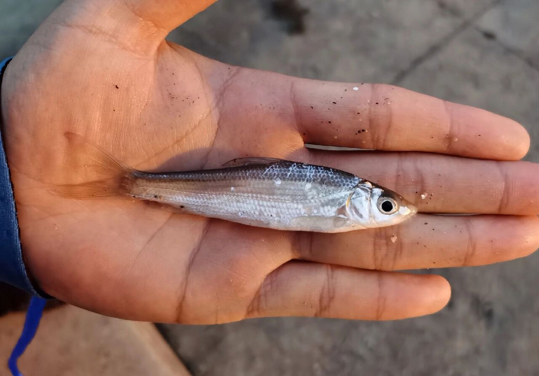 淡水鱼 | 银鲴 鲤科鲴属广温性鱼类,不耐低氧.