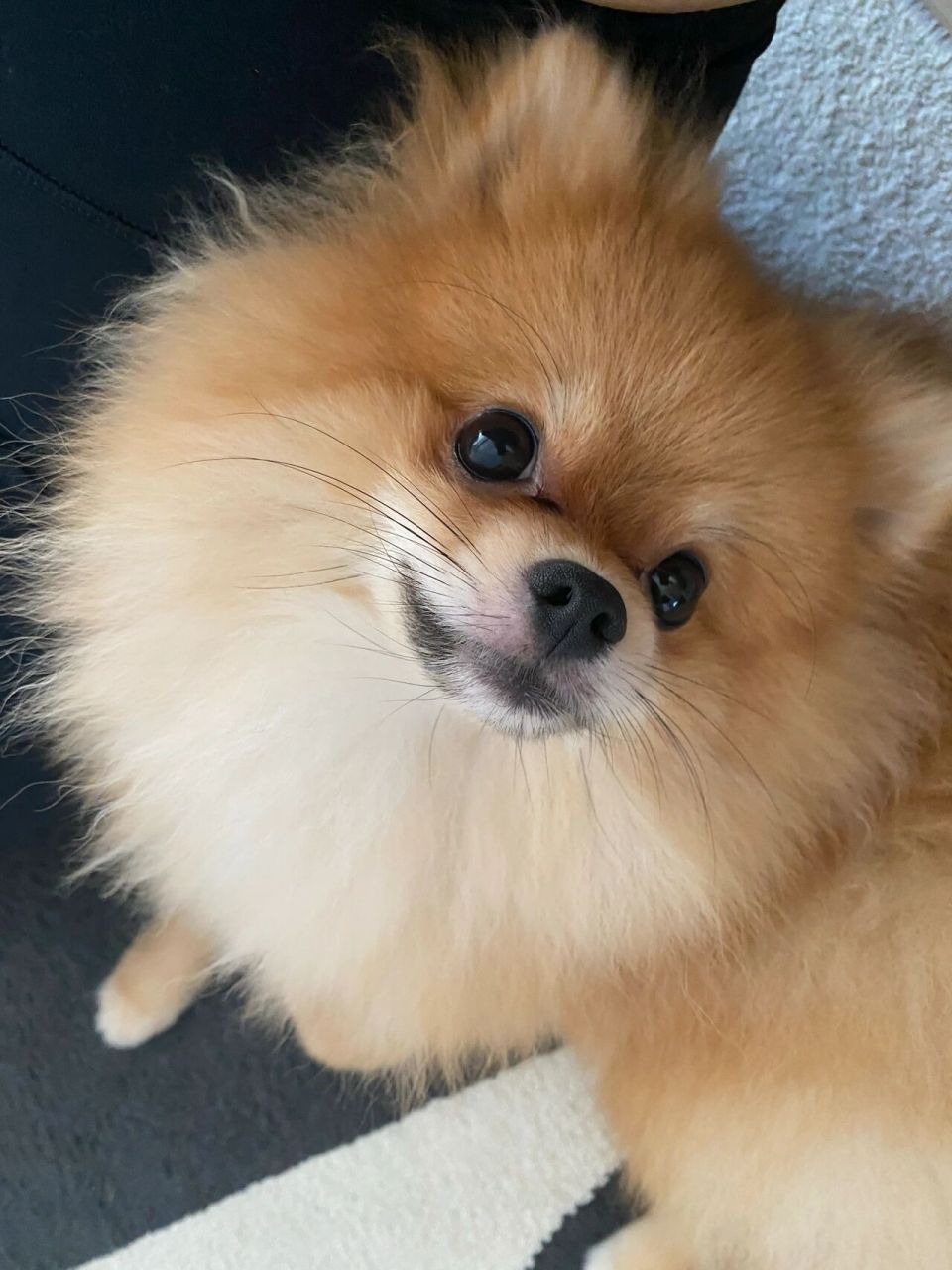 进来研究一下狗勾胡须 狗狗胡须在下巴底下也有!