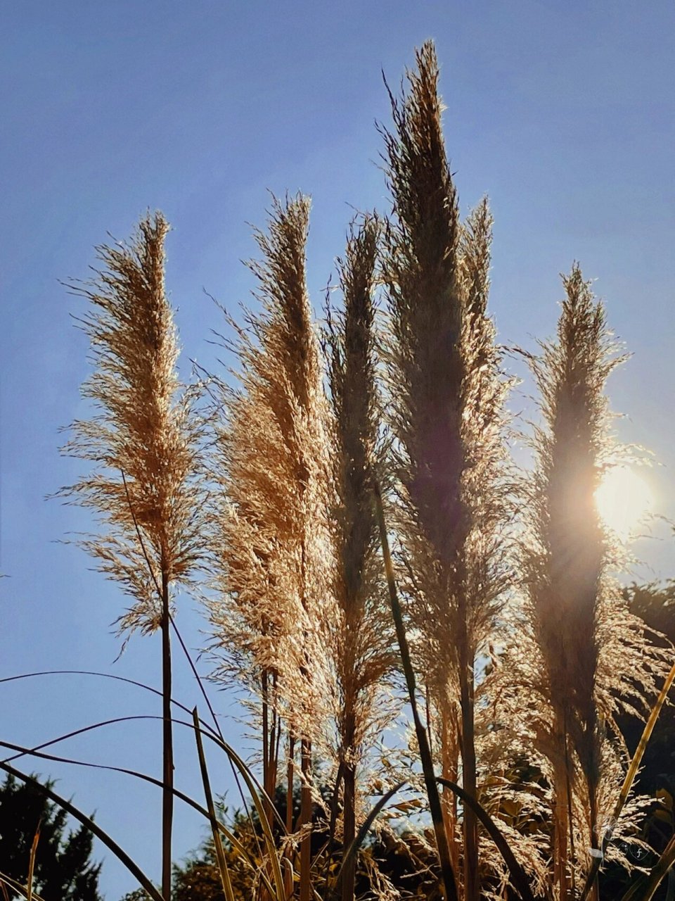 植物分享|秋天的禾草 96植物园里寻秋记录～秋天