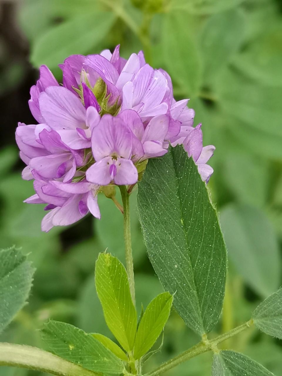 苜蓿花真实图片