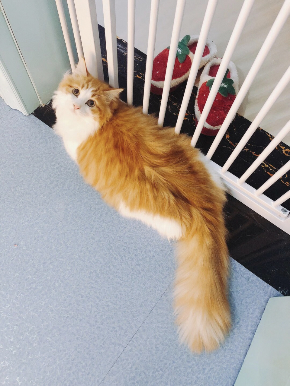 【八卦贴】布偶串串之橘白狮子猫.