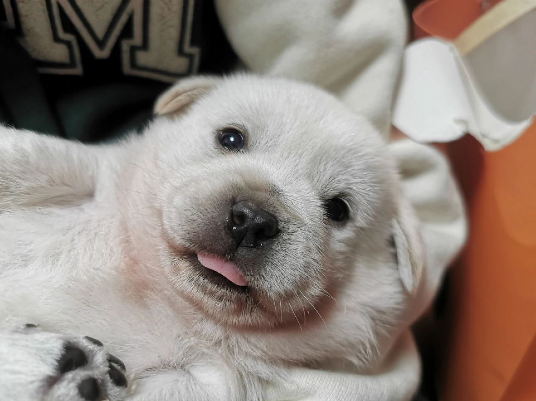 全白色的小狗,叫什么名字好呢? 去留二选一.妈妈不让养两只.