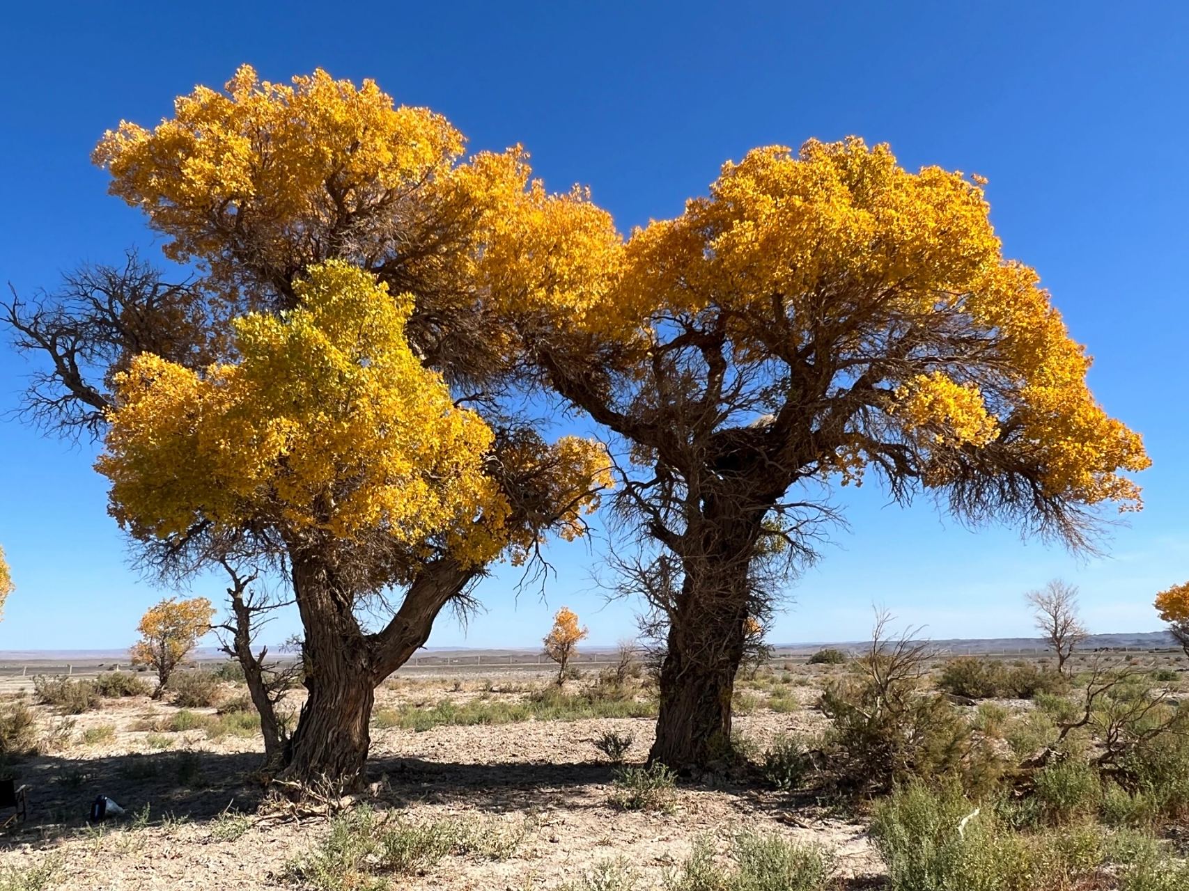 99伊吾胡杨林踩坑避雷 胡杨是漂亮的 但人不行 	 而且景区售票人员