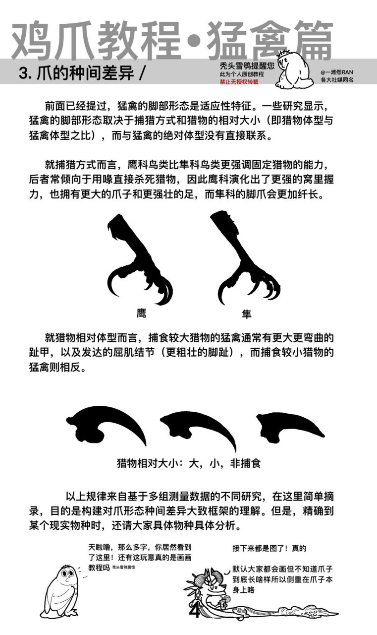 鸟爪分类图片