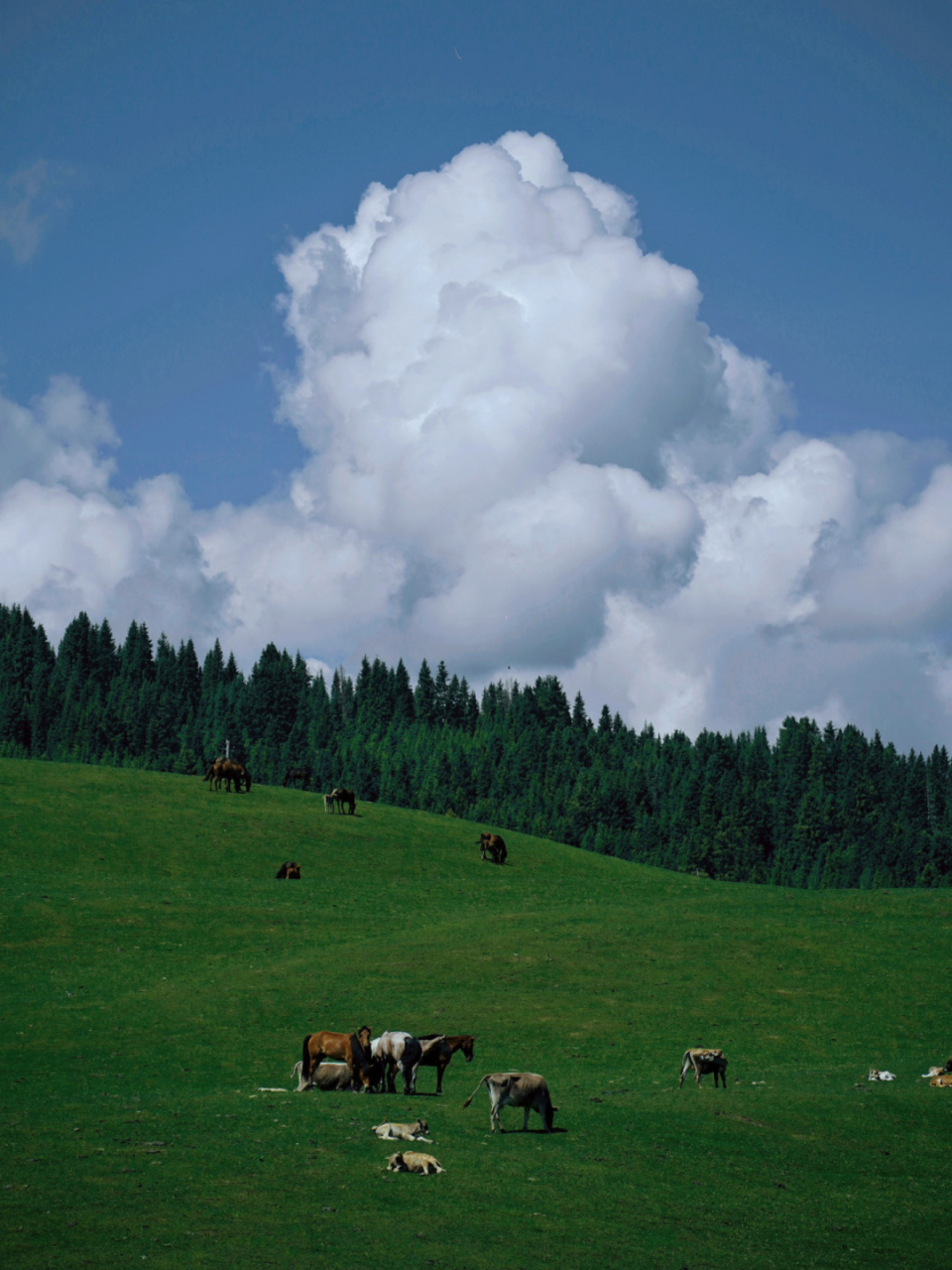 「云下的世界」 新疆的夏天除了草原 还有低空漂浮的云 一直在随风