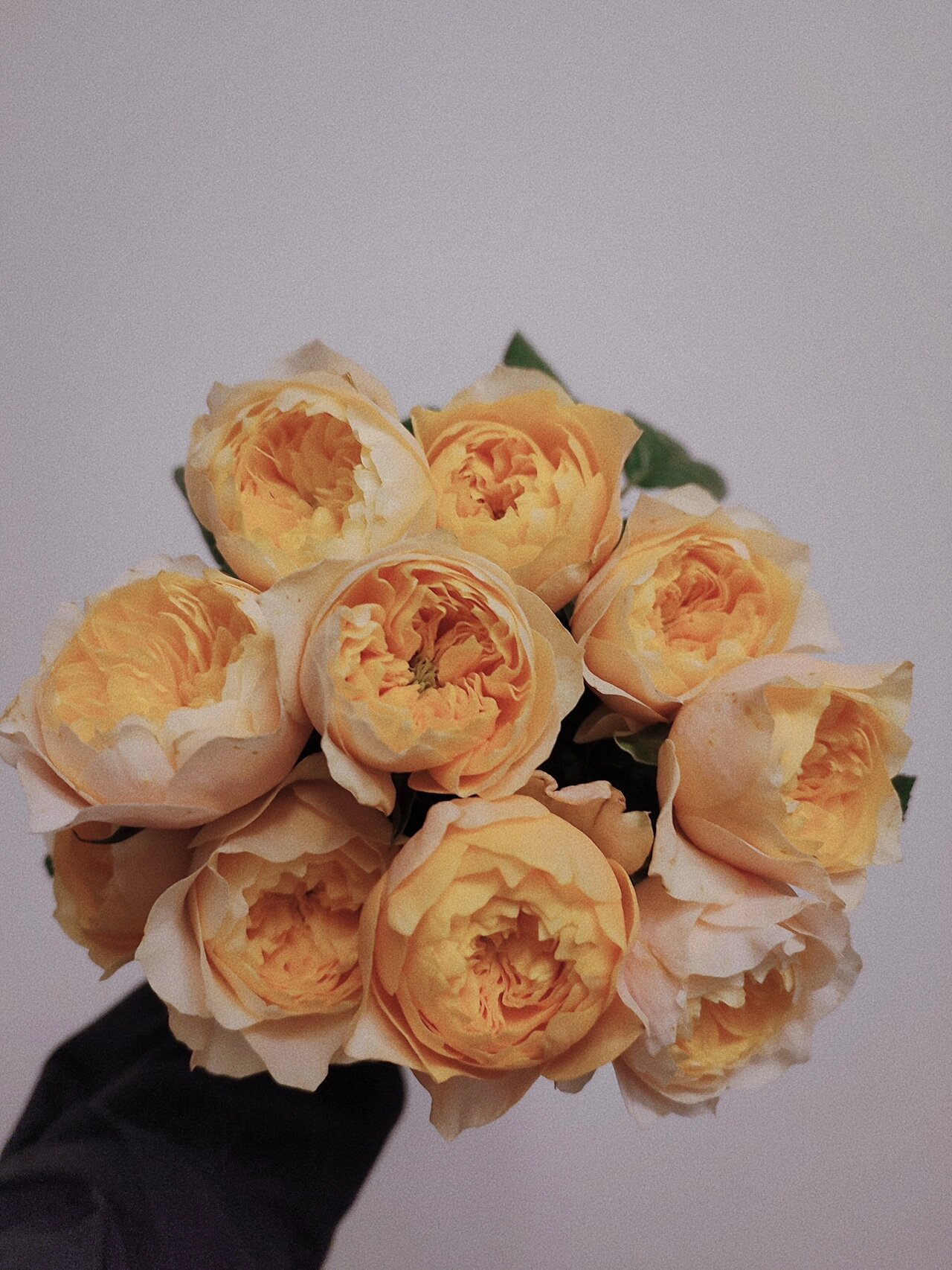 鲜花养护|谁说黄蝴蝶玫瑰不开 看我养开攻略 奥斯汀花型中,有一款玫瑰