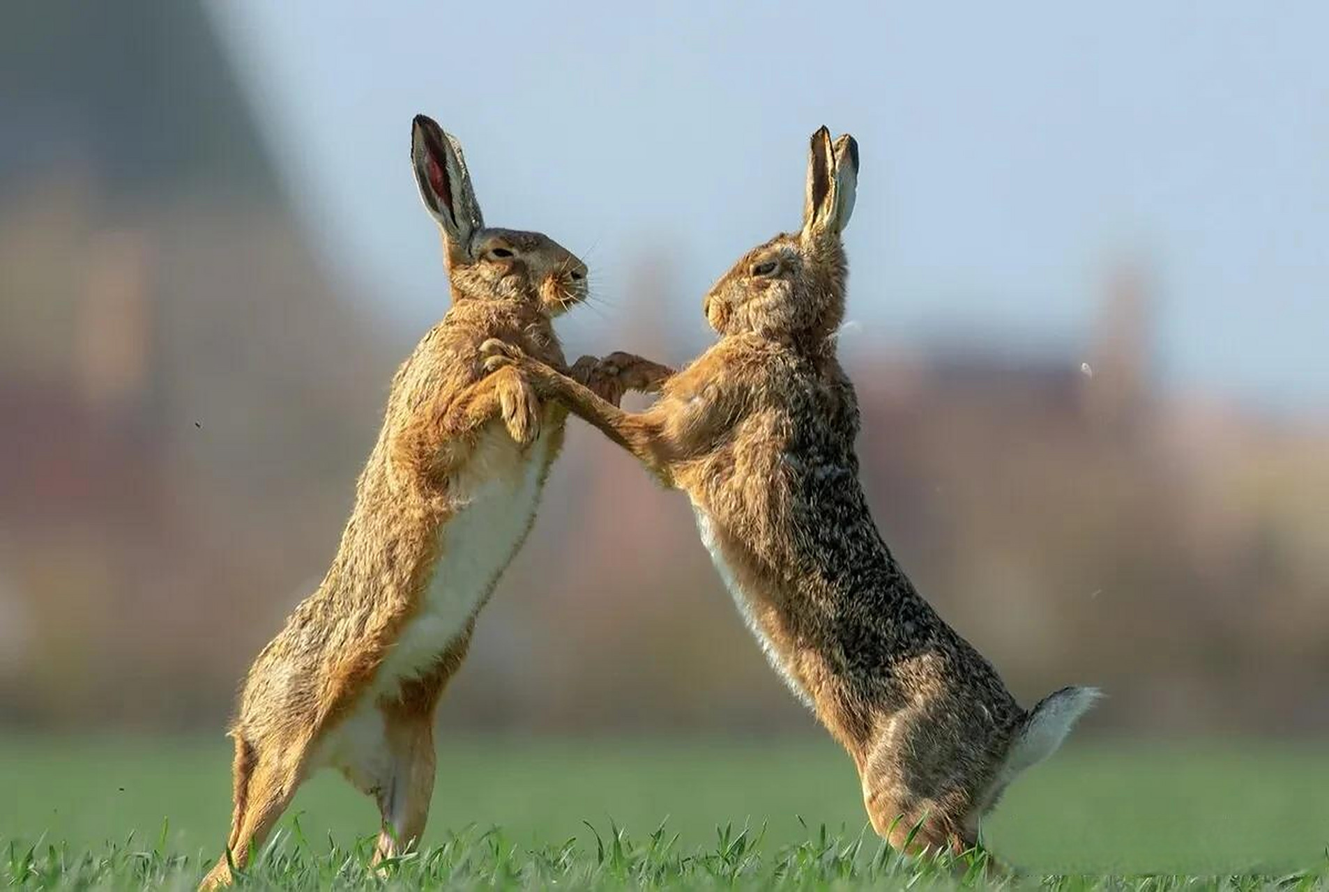 英国男子记录野外精彩瞬间 雄兔求偶场面宛如拳击赛场 2023年4月3日