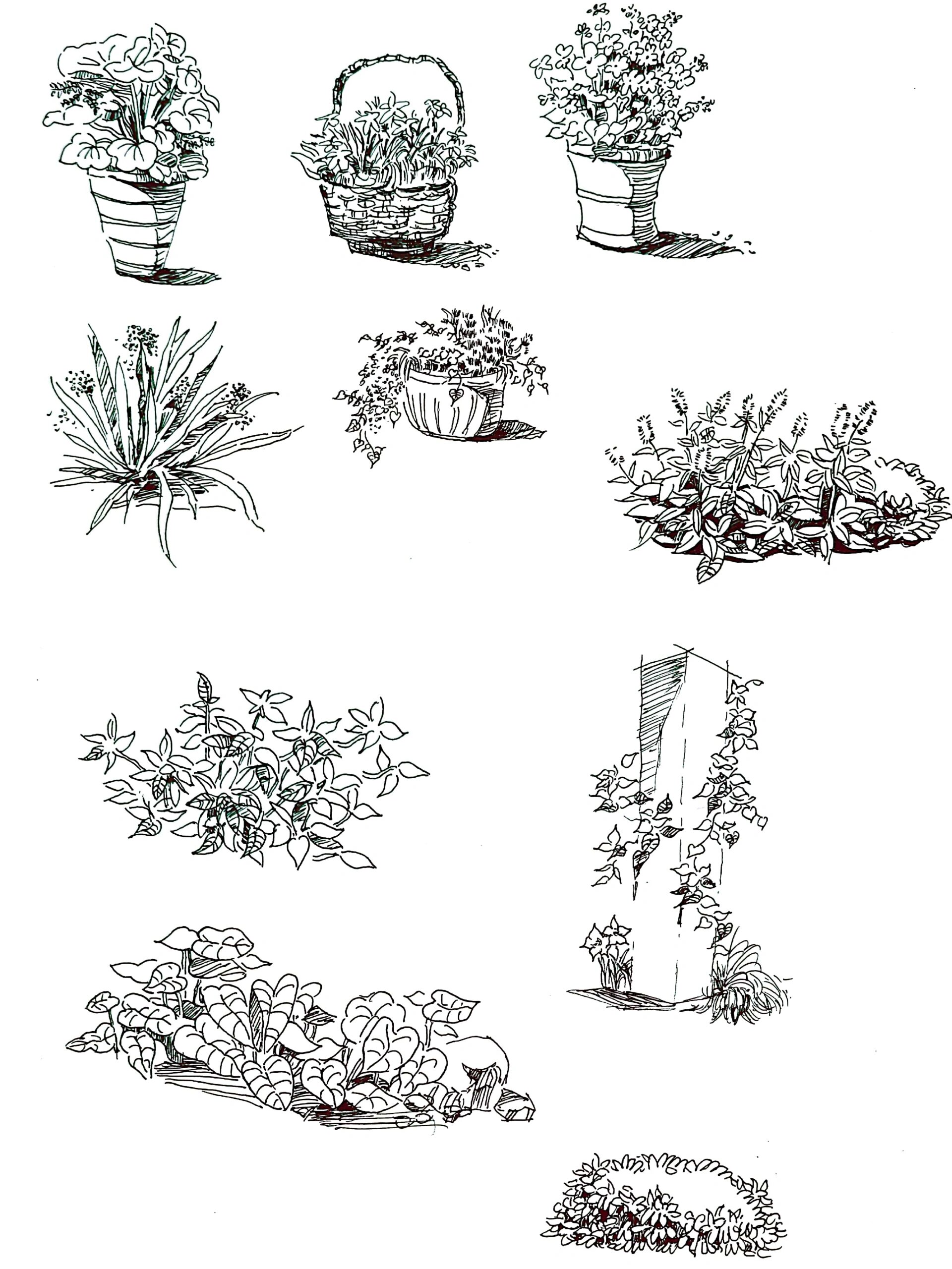 园林景观手绘速写|盆栽花草(4)