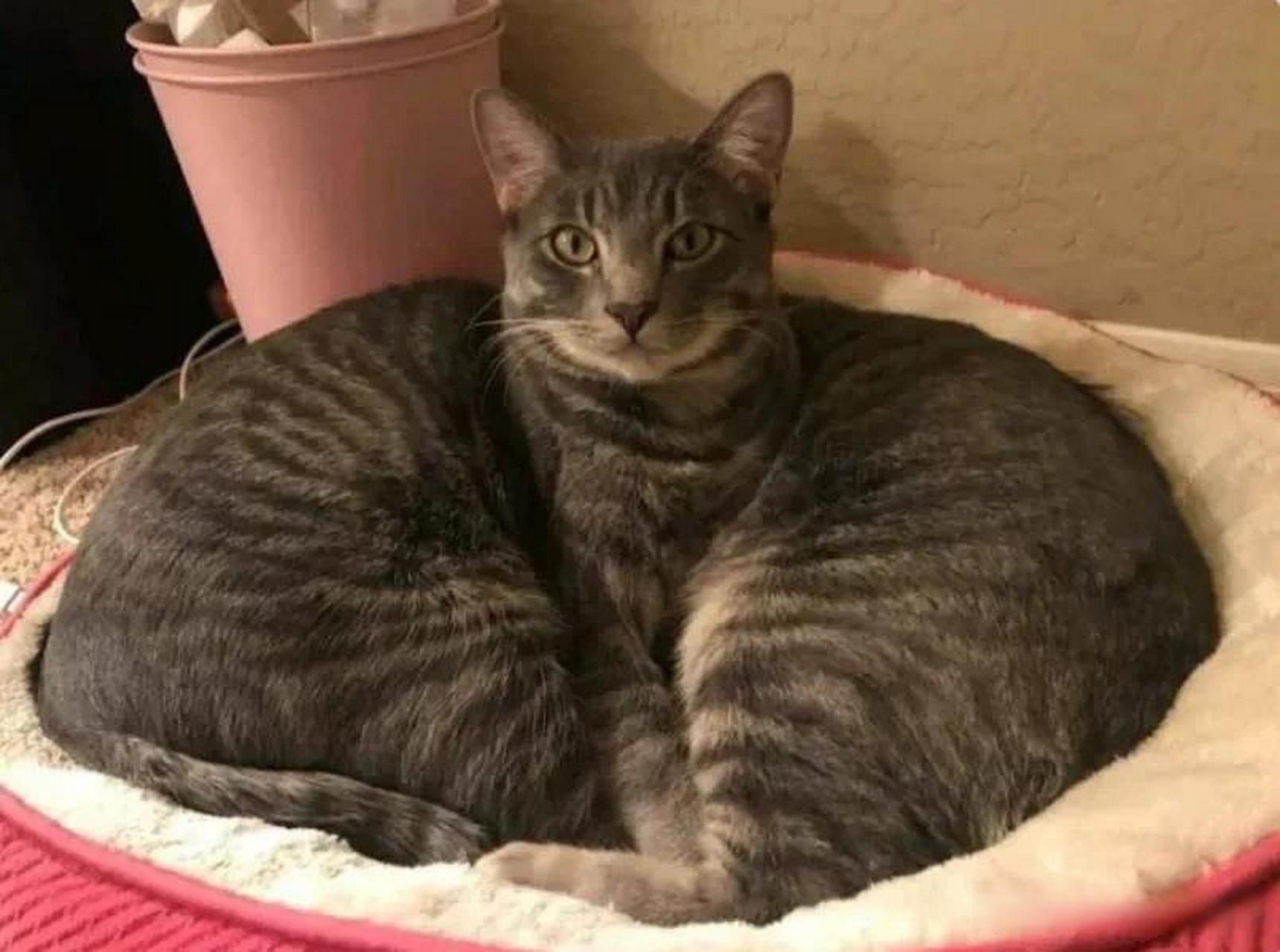 看第一眼,这是一只连体猫.看第二眼,第三眼怎么还是一只连体猫猫?