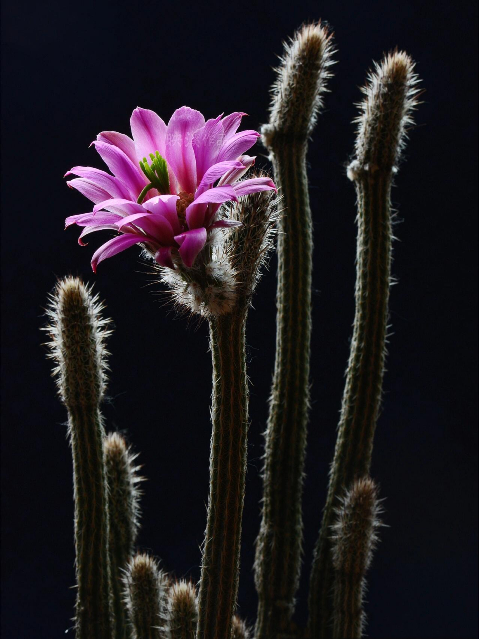 仙人掌花谱024|银纽 【仙人掌花谱024】 🌵银纽来自北美洲,是一种