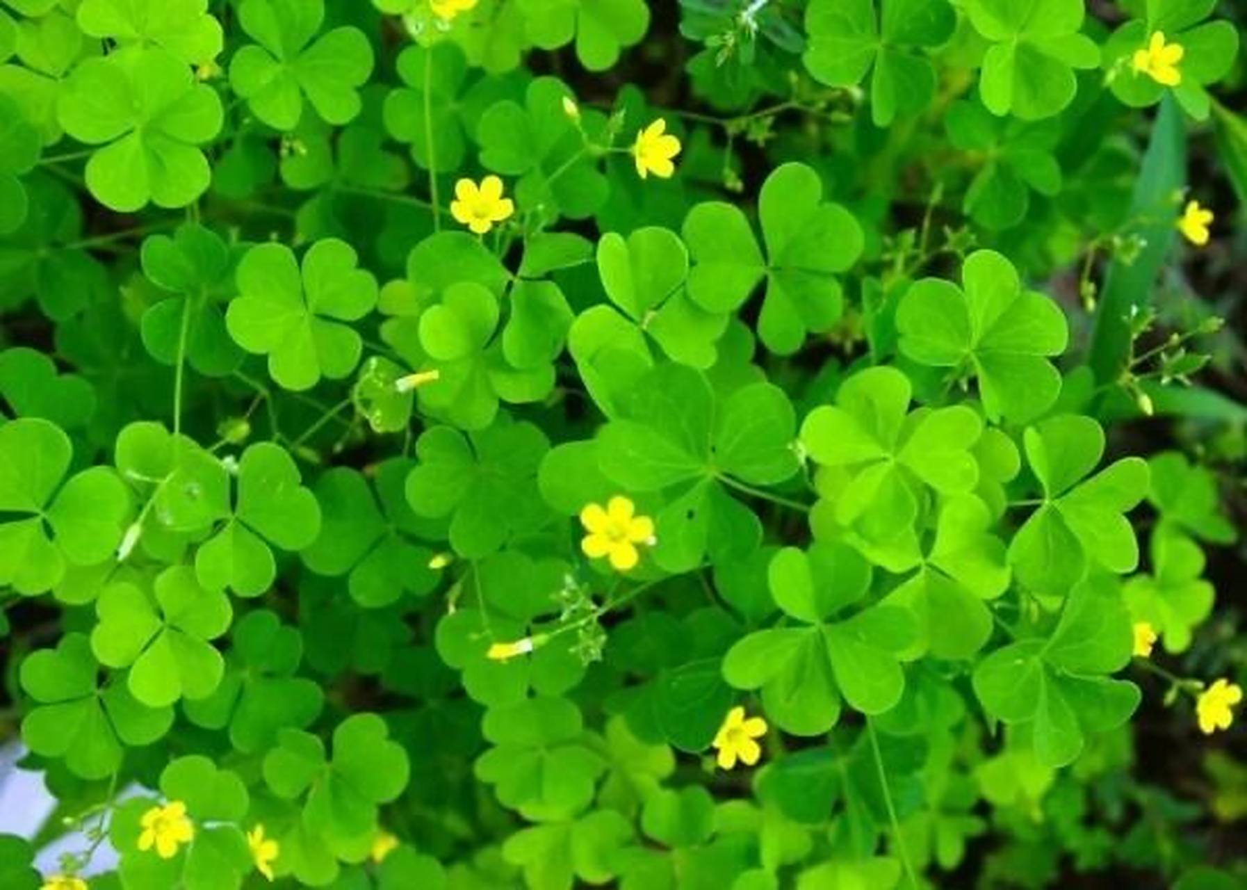 常见野外绿植—酢浆草 酢浆草:多年生草本植物,全体有疏柔毛;茎匍匐或