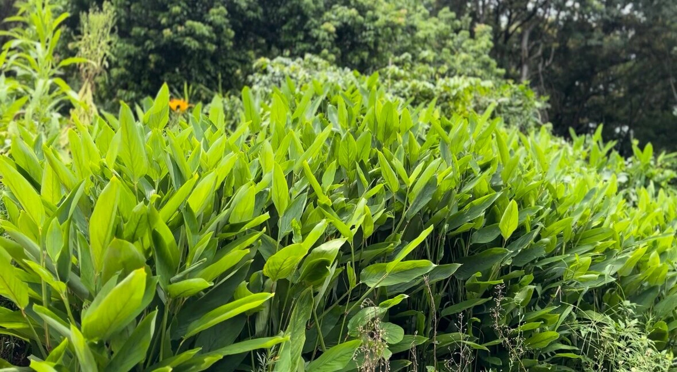 妈妈种东京薯清热止咳健脾胃调节血糖养颜 东京薯又被称为竹薯,竹芋