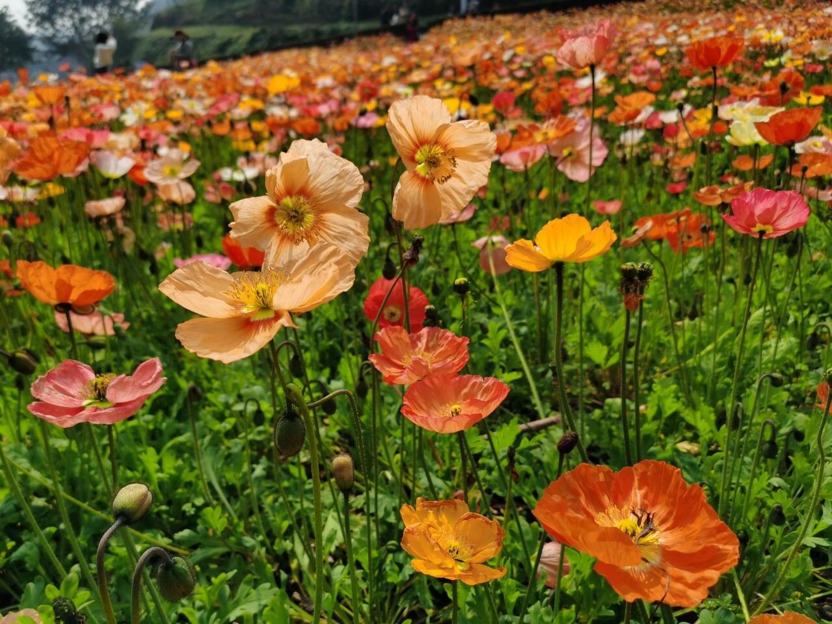 鼎山公园花海 鼎山公园在江津区,公园很漂亮.