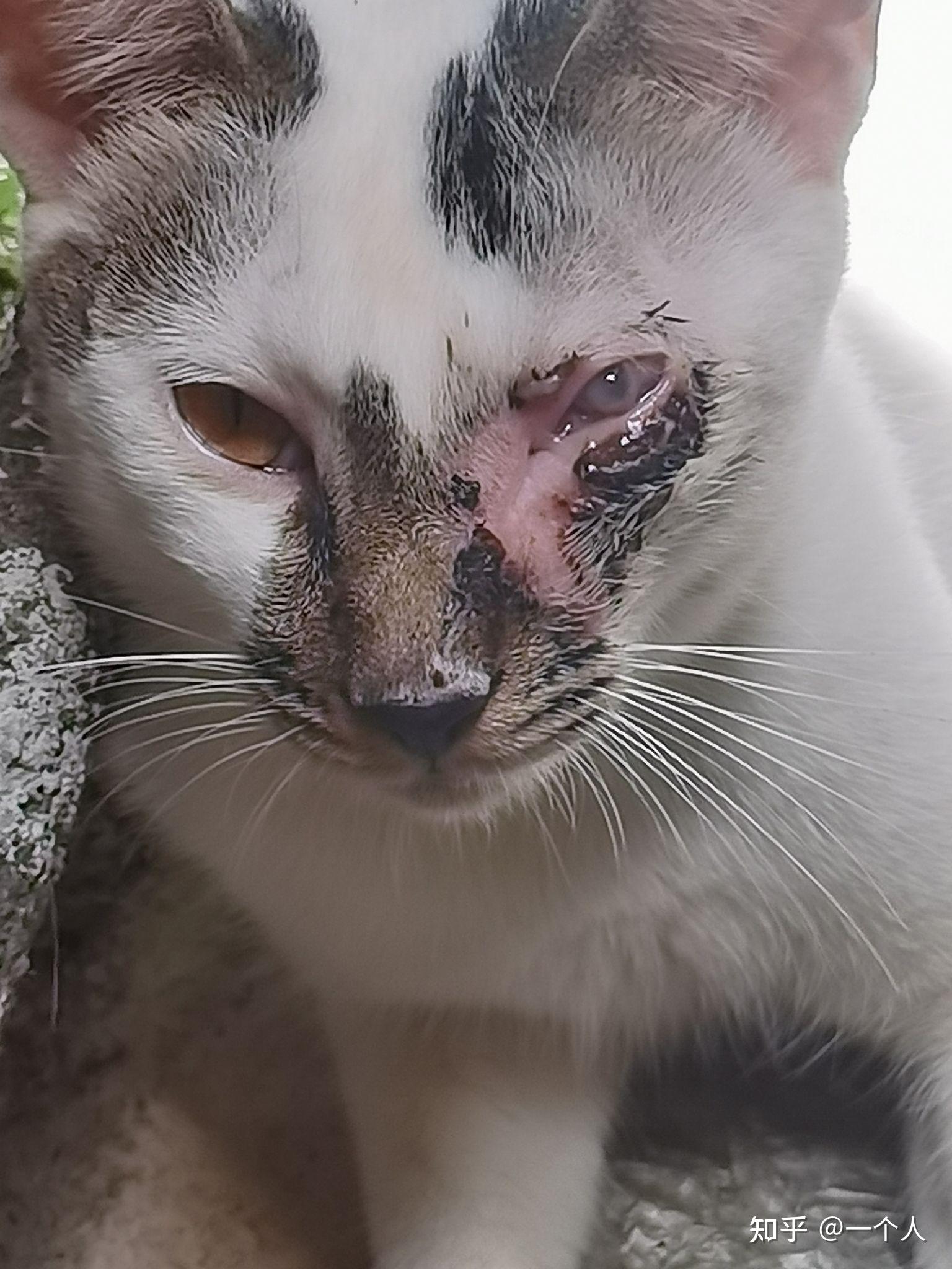 小猫眼睛流脓胀肿千万别急着手术