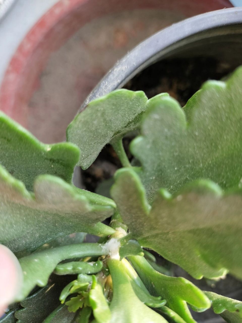 不知道为什么长寿花总是有这种小虫子,搞得叶子黏糊糊的,喷药也杀不死