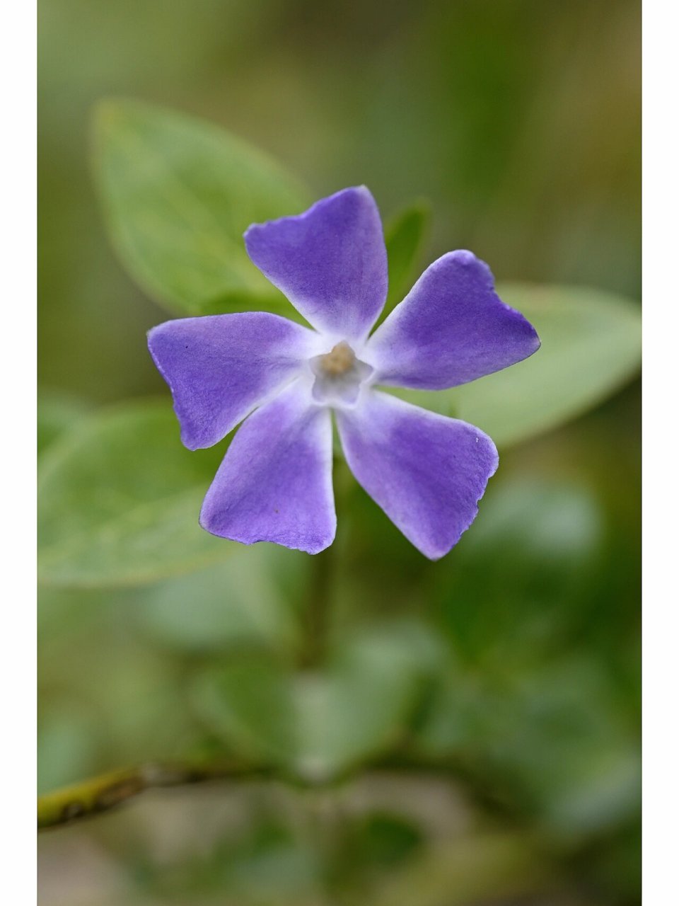 蔓长春花结构图片