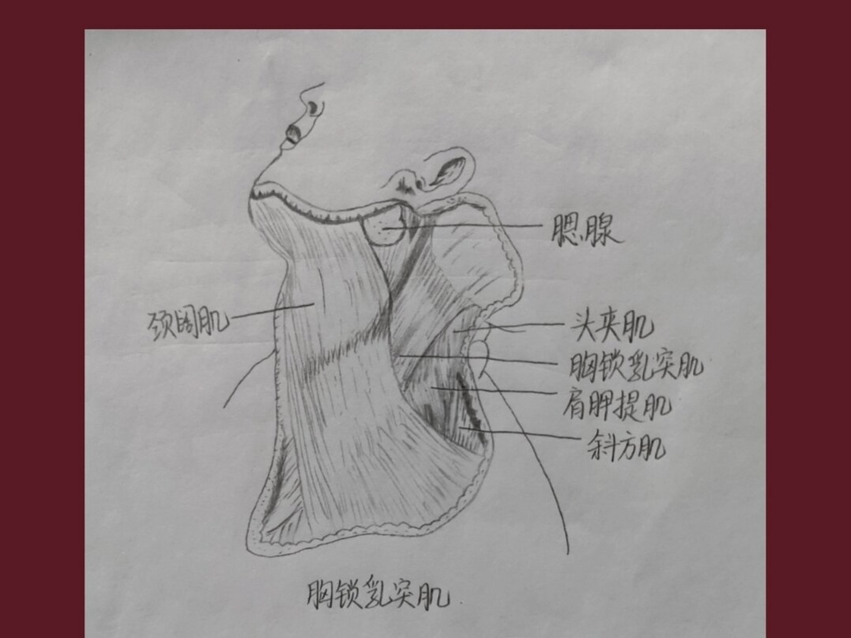 胸大肌起止点简图手绘图片