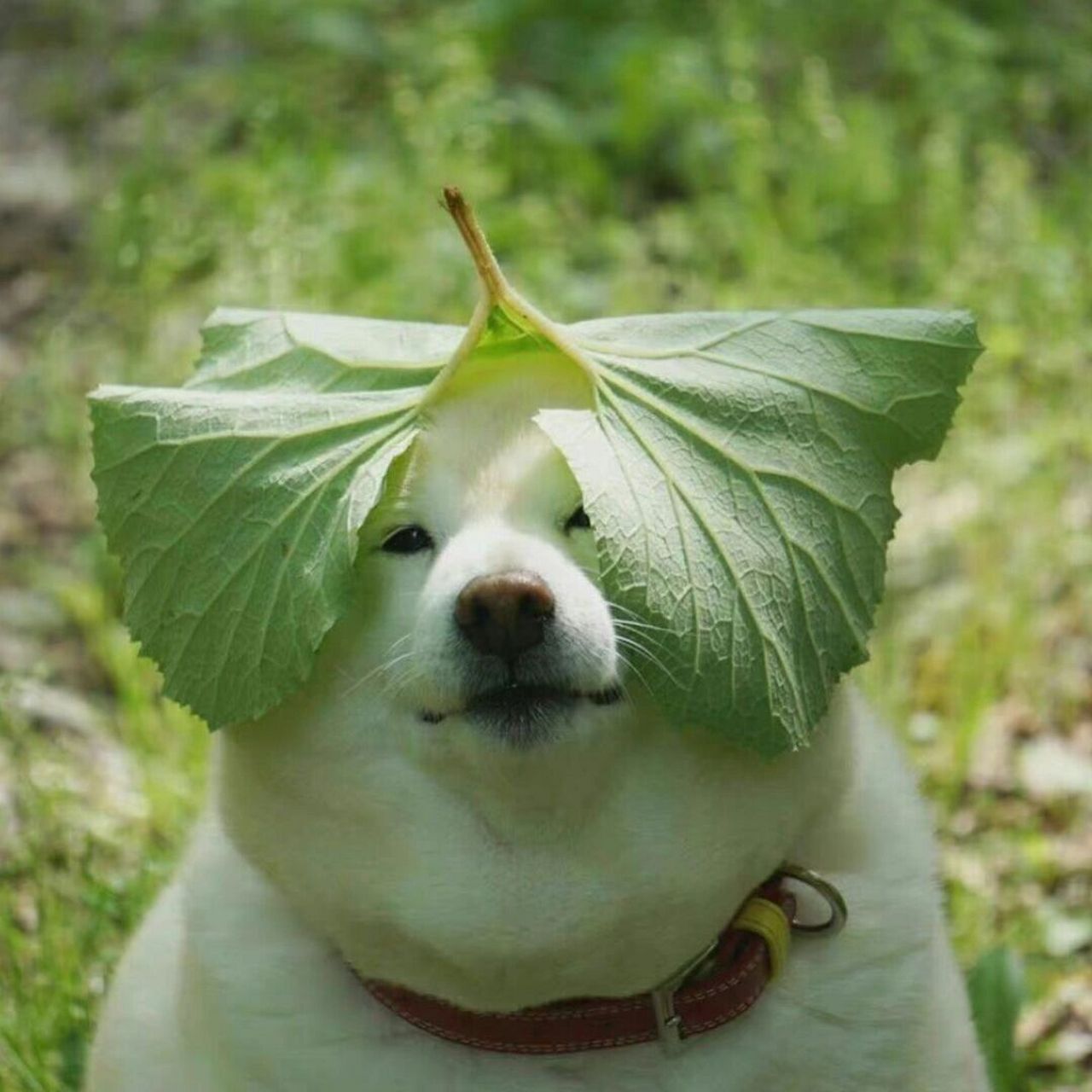 带点绿98绿色头像|绿色背景分享 感觉大家好像蛮喜欢绿色的 你们也