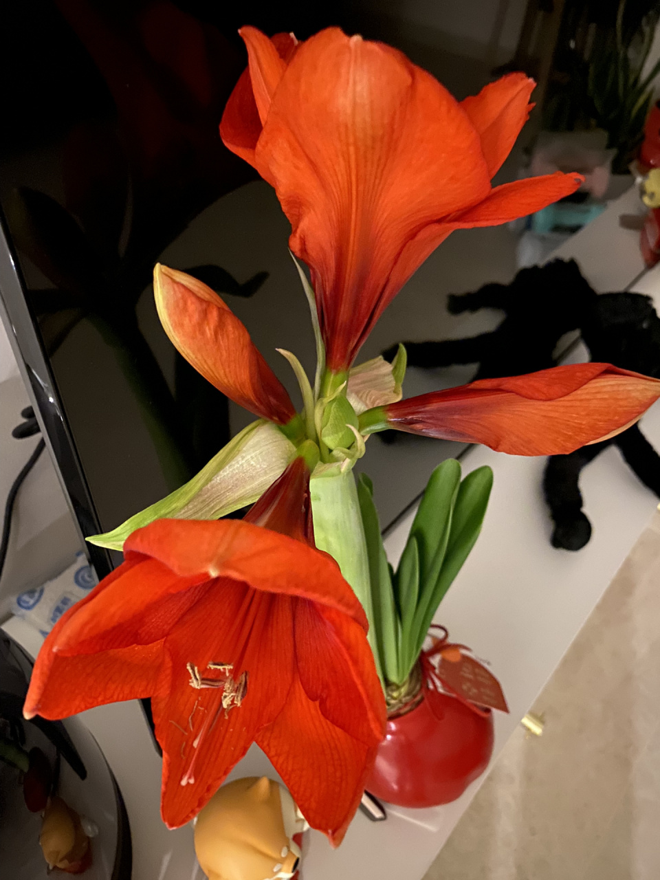 蜡封朱顶红花开败后如何扶壮 1,可以在图16615的状态开始进行移栽