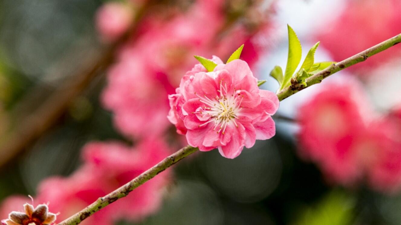 肇庆四会这公园樱花桃花争艳