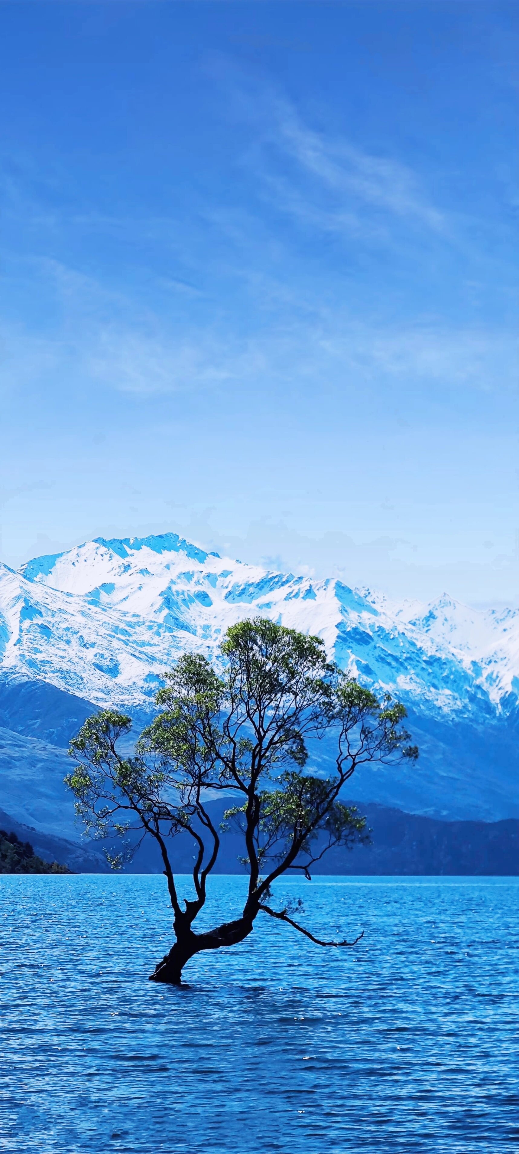 一段传奇 瓦纳卡孤独的树,也被称为"that wanaka tree,位于新西兰的