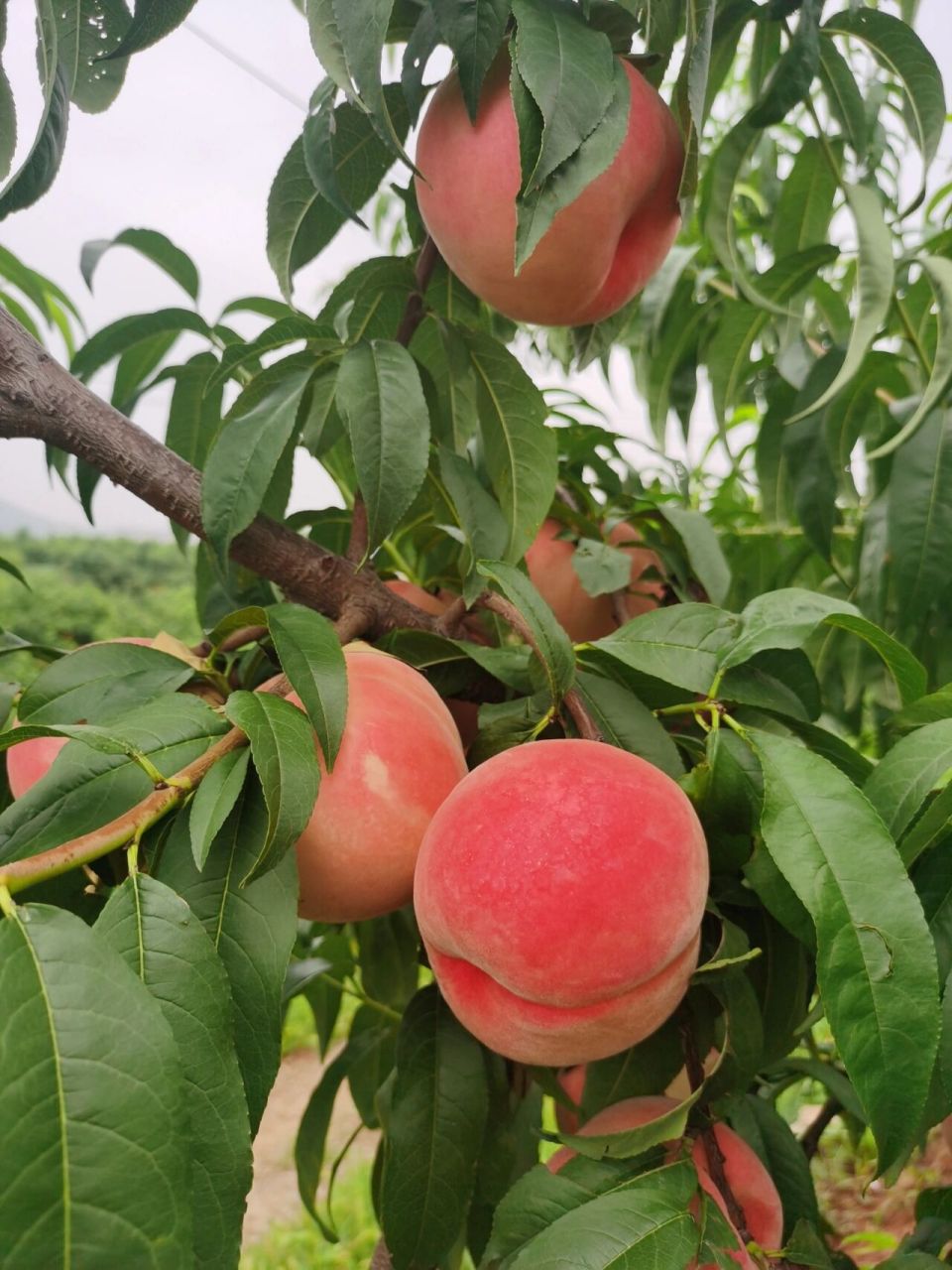 年年都是在最热的时候,收获最甘甜爽口的99正宗肥城桃,个大饱满,脆