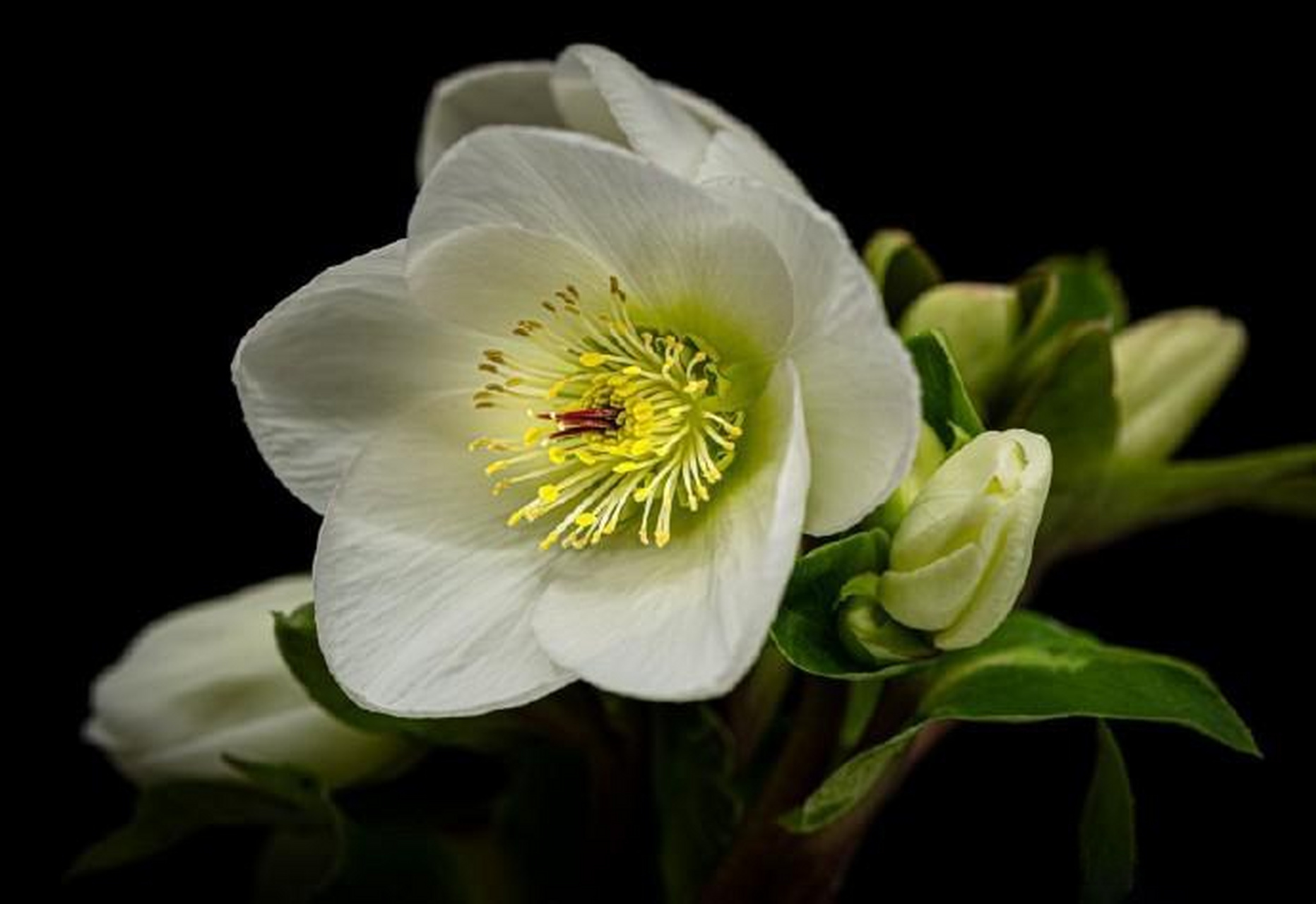 微距花卉摄影作品 摄影师:magda banach