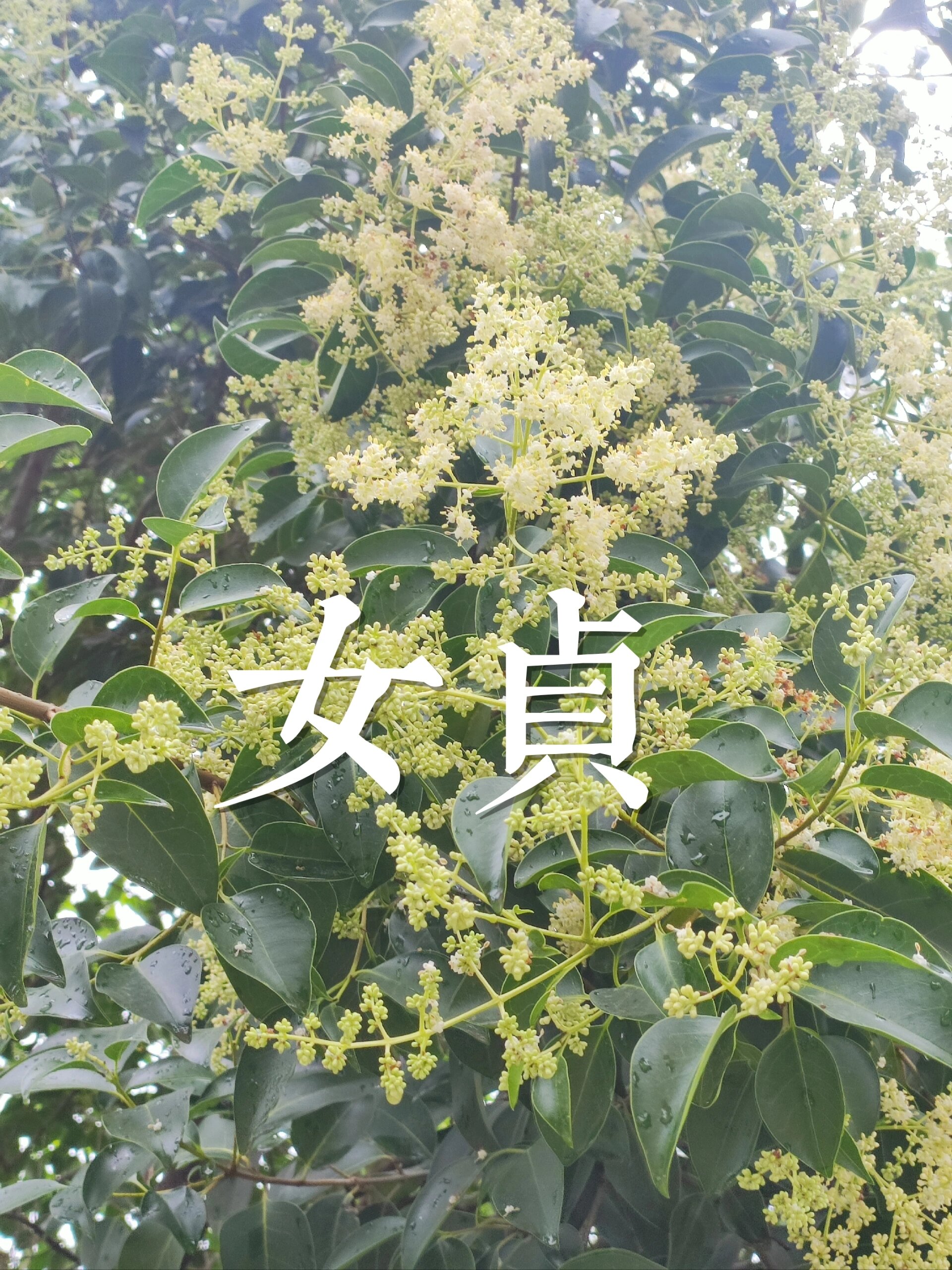 温带接近完美的常绿行道树之一