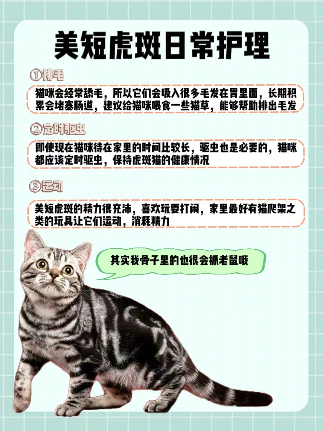 虎斑猫发腮以后,会变成包子脸,很讨喜,虎斑猫是美国短毛猫其中一种