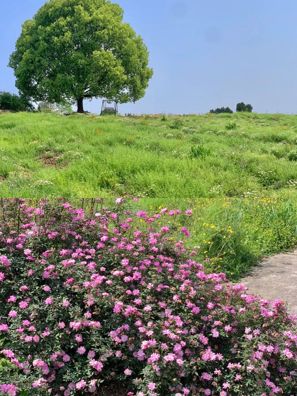 重庆周末打卡好去处98洛莎玫瑰园正值花期!