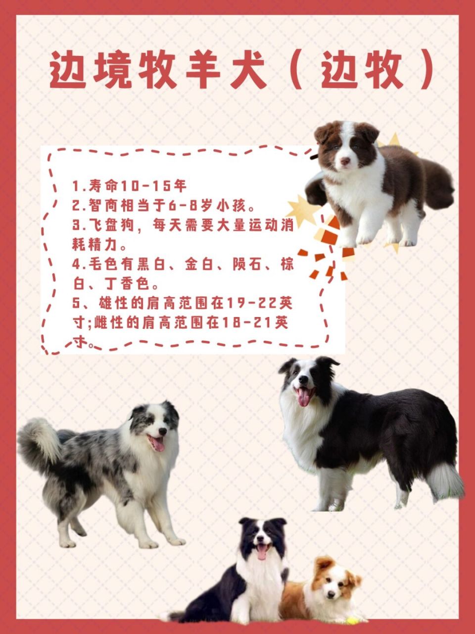 边牧澳牧苏牧喜乐蒂,你能分清吗?