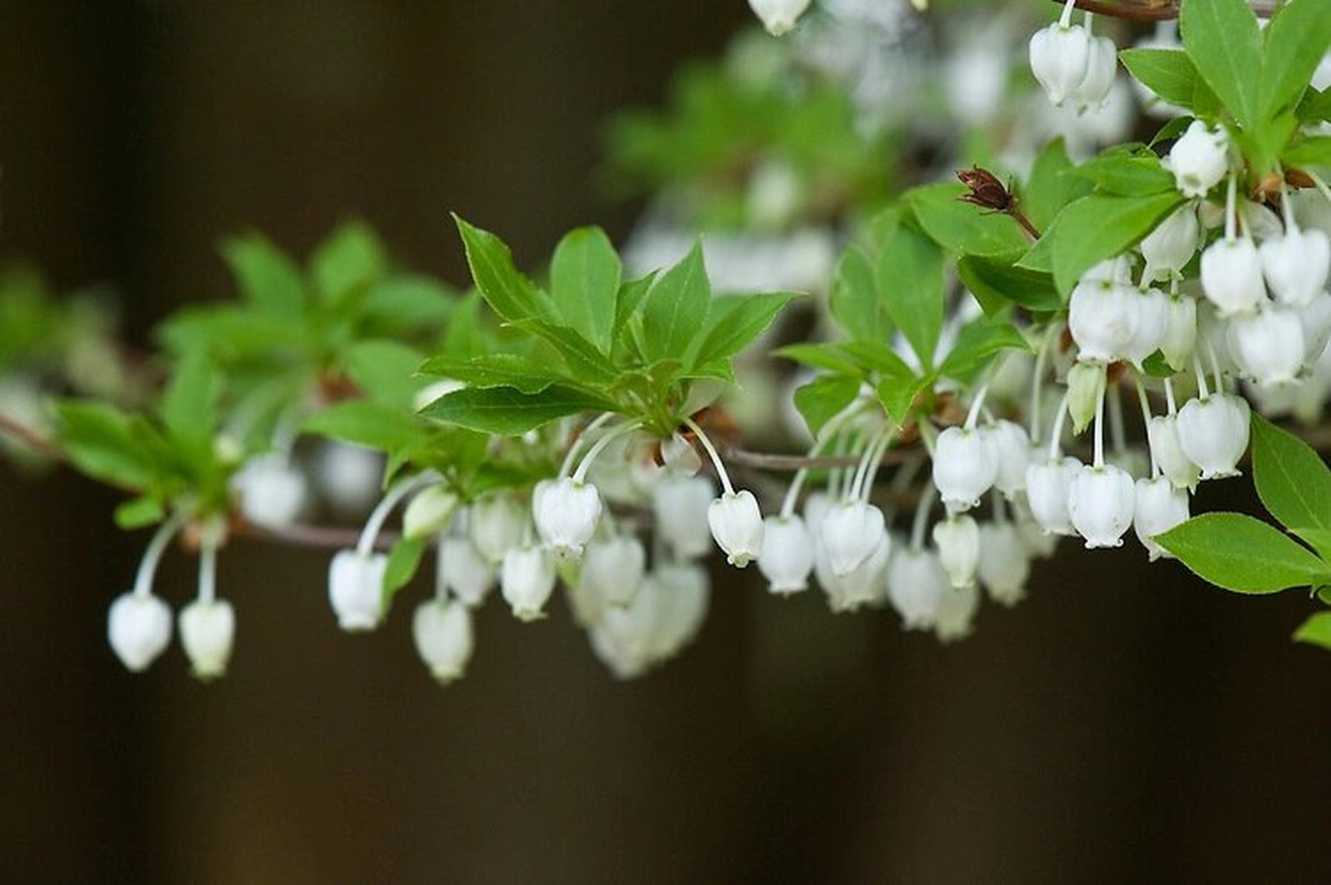 木植百科 日本吊钟花(enkianthus perulatus)在日本叫"灯台踟蹰"(ドウ