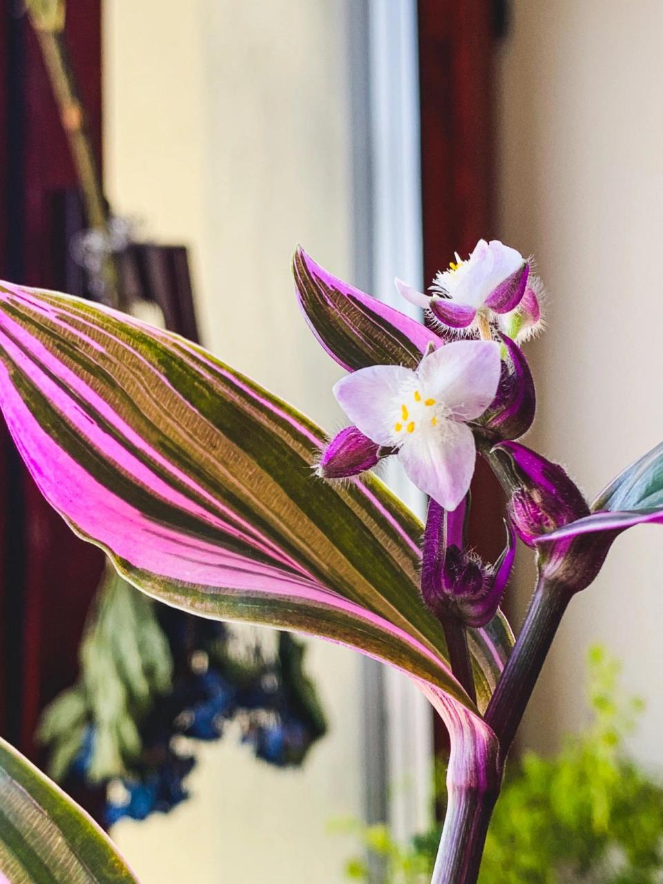 怎样养好油画吊兰/低成本好养活 这棵油画吊兰购入时候大约15元,是我